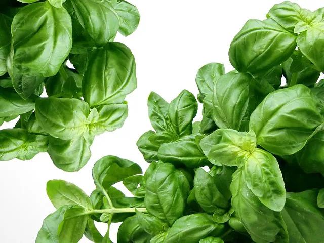 Basil