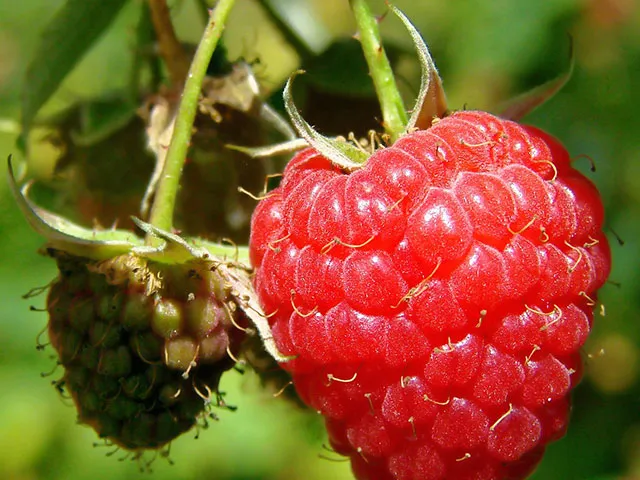 Cascadian Wild Raspberry