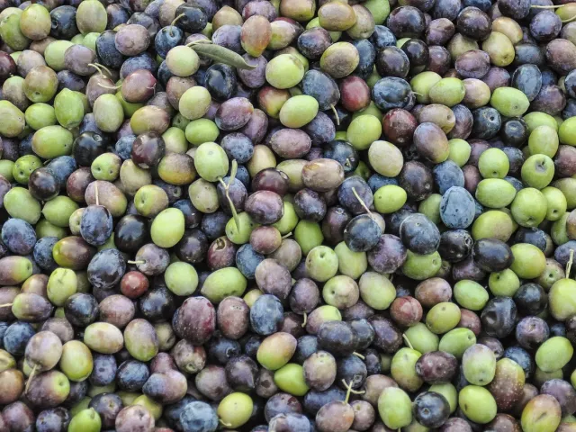 Korineiki Olives