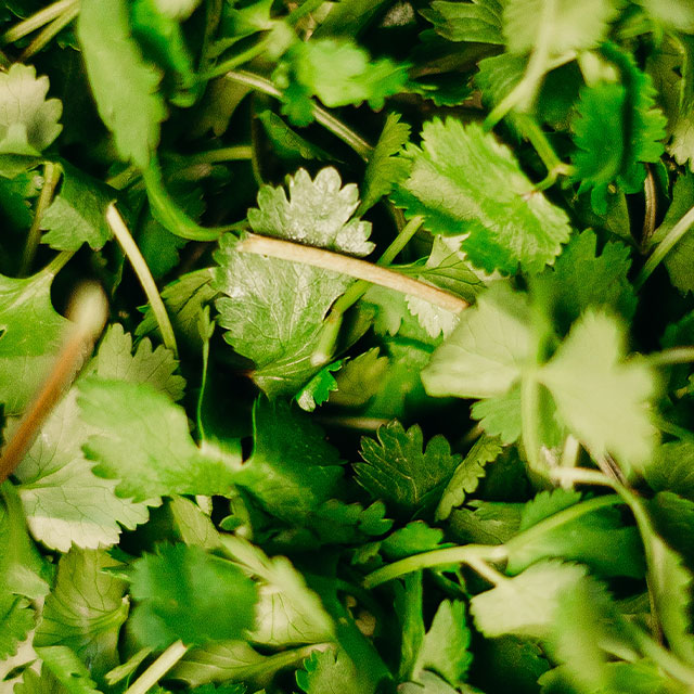 Cilantro & Roasted Onion Grove